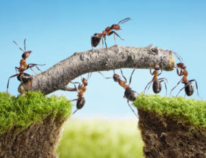 ants-building-bridges